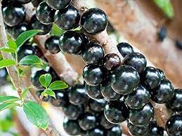  jaboticaba the brazilian grapetree 