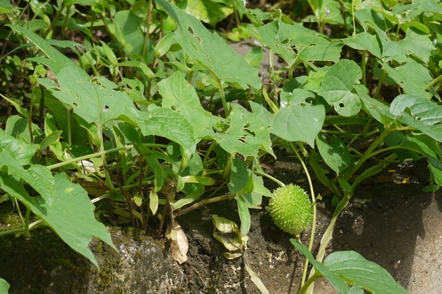 spine gourd health benefits and facts