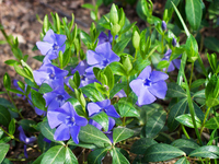 periwinkle: ornamental plant with medicinal properties