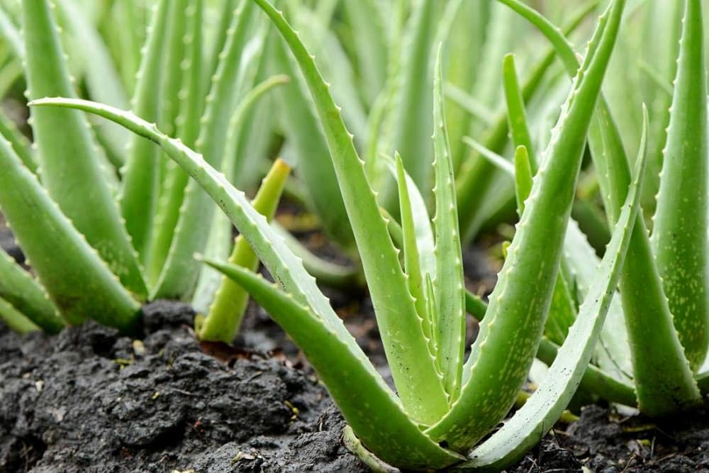 aloe vera a first aid marvel plant