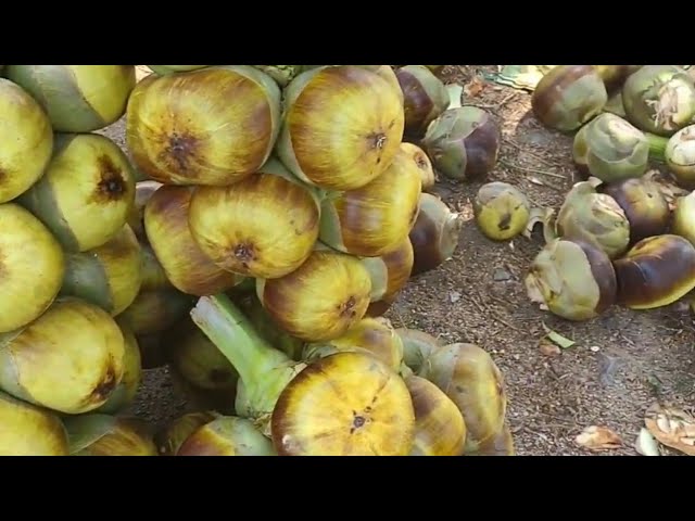 nungu a gifted summer fruit