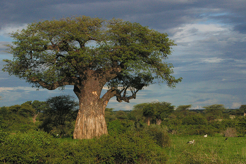 boabab “the tree of life”