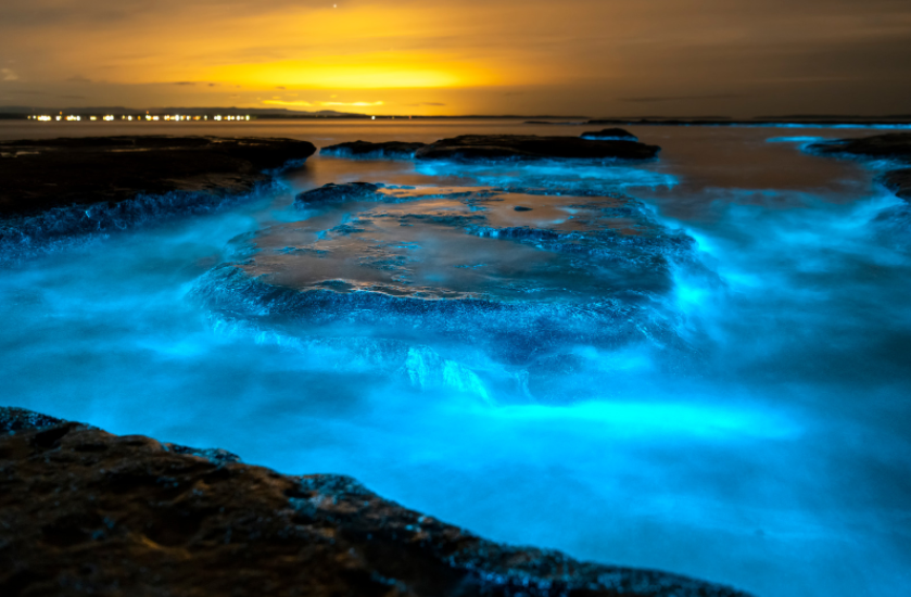 bioluminescence nature’s wonderful feast for the eyes 