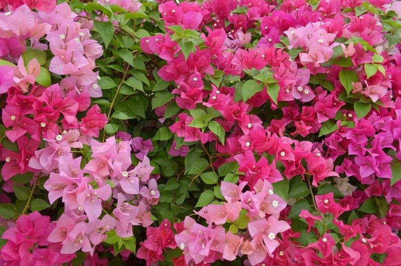 beauty of paper petals bougainvillea