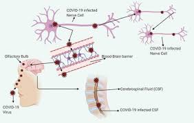 the sidekicks of the covid-19 pandemic