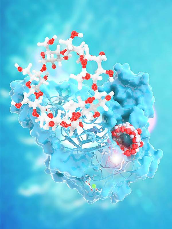 cyclodextrins nature’s wonder molecules