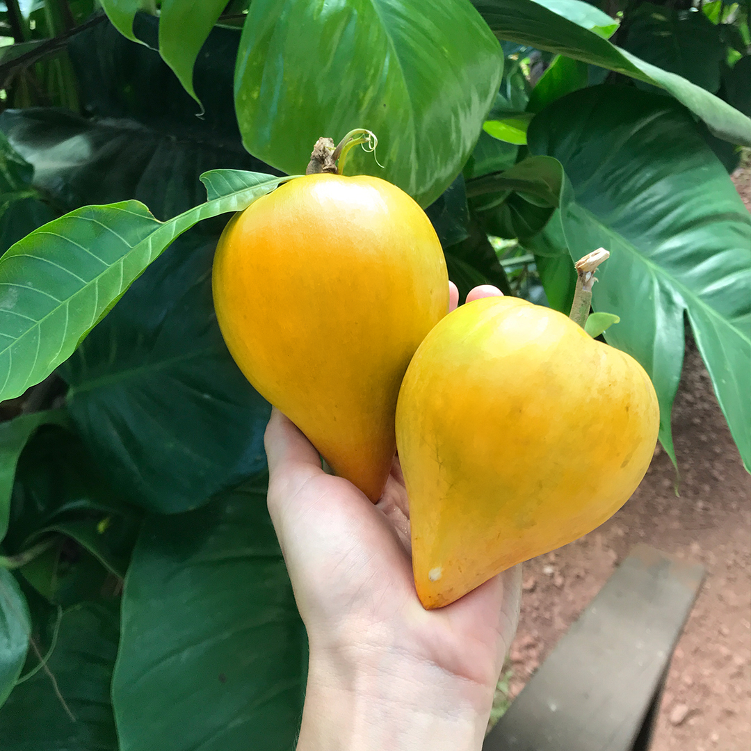 egg fruit an exotic delicacy