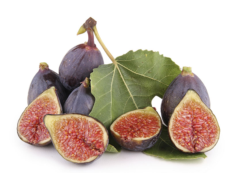 fig the keystone species