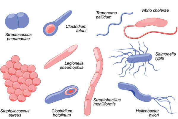 bacteria: they are all around us...