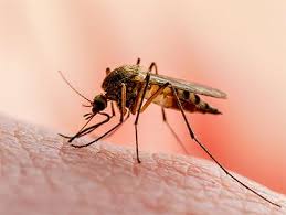 malaria  a frontier yet to be conquered