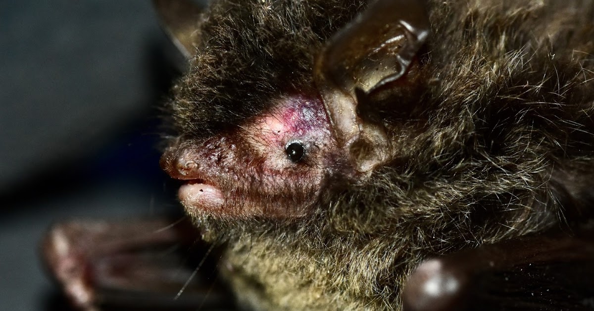 windows into earth’s hidden biodiversity