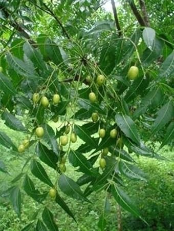 malabar neem the plywood tree