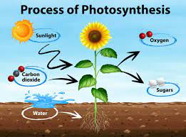 photosynthesis