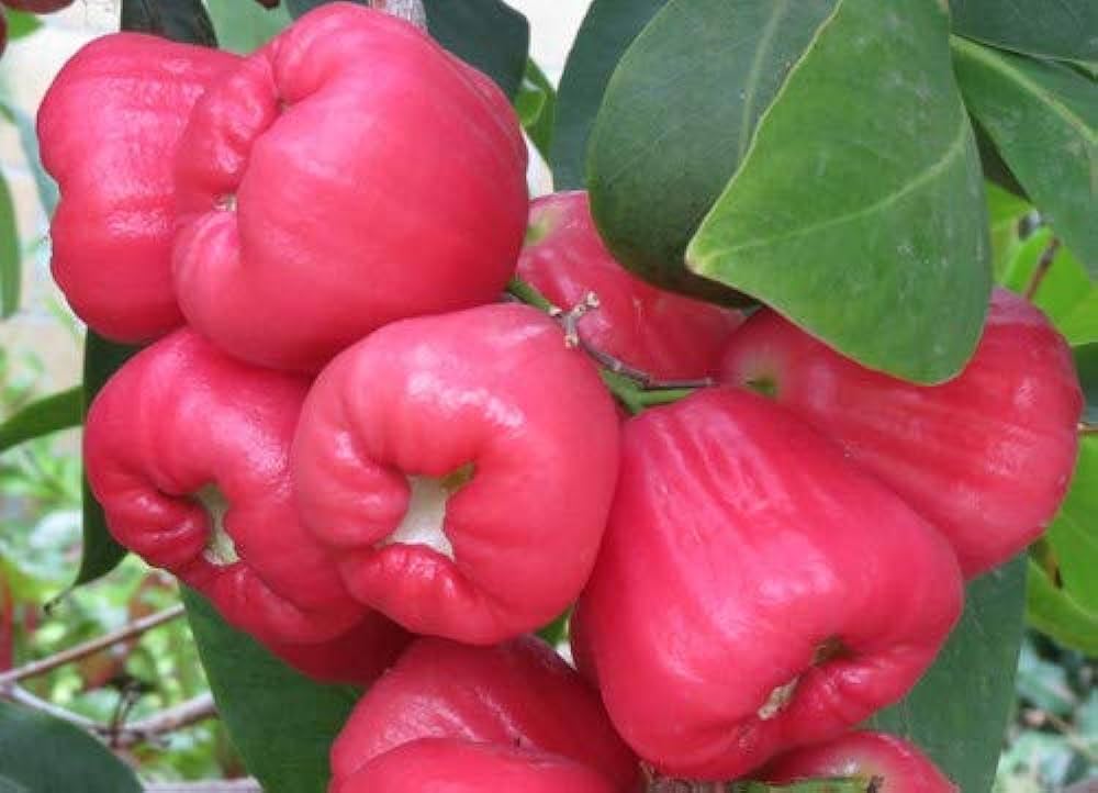 rose apple fruit of homesteads