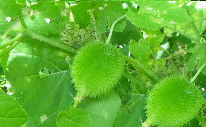 spine gourd underutilised nutritious vegetable