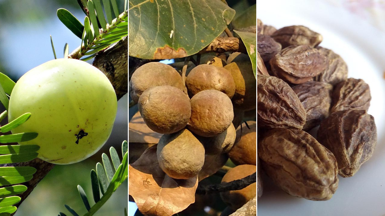 triphala the three divine fruits