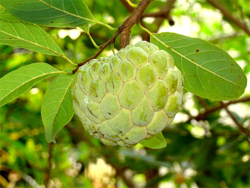 sugar apple a dooryard tree