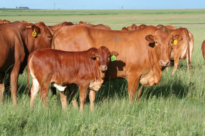 the need to improve livestock quality