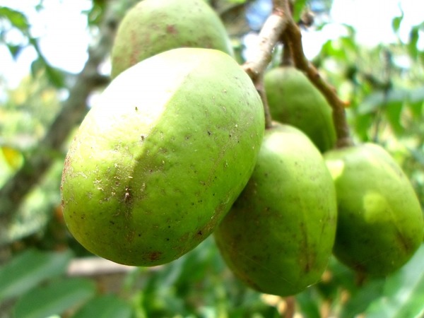 ambarella a healthy tropical plum