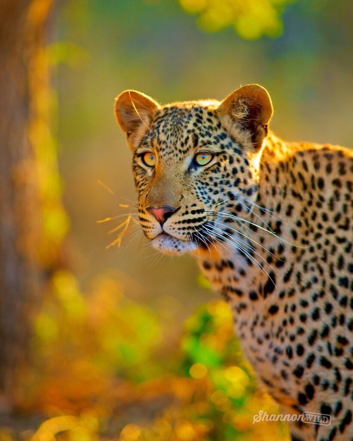 world wildlife day big cats predators under threat