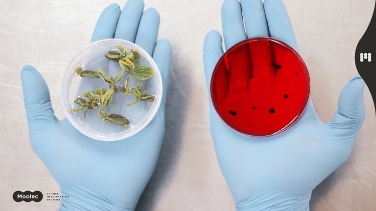 molecular farming a technology to make plants produce useful biopharma products