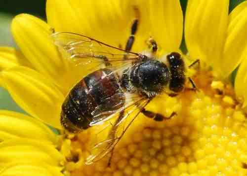 buzz around the bees