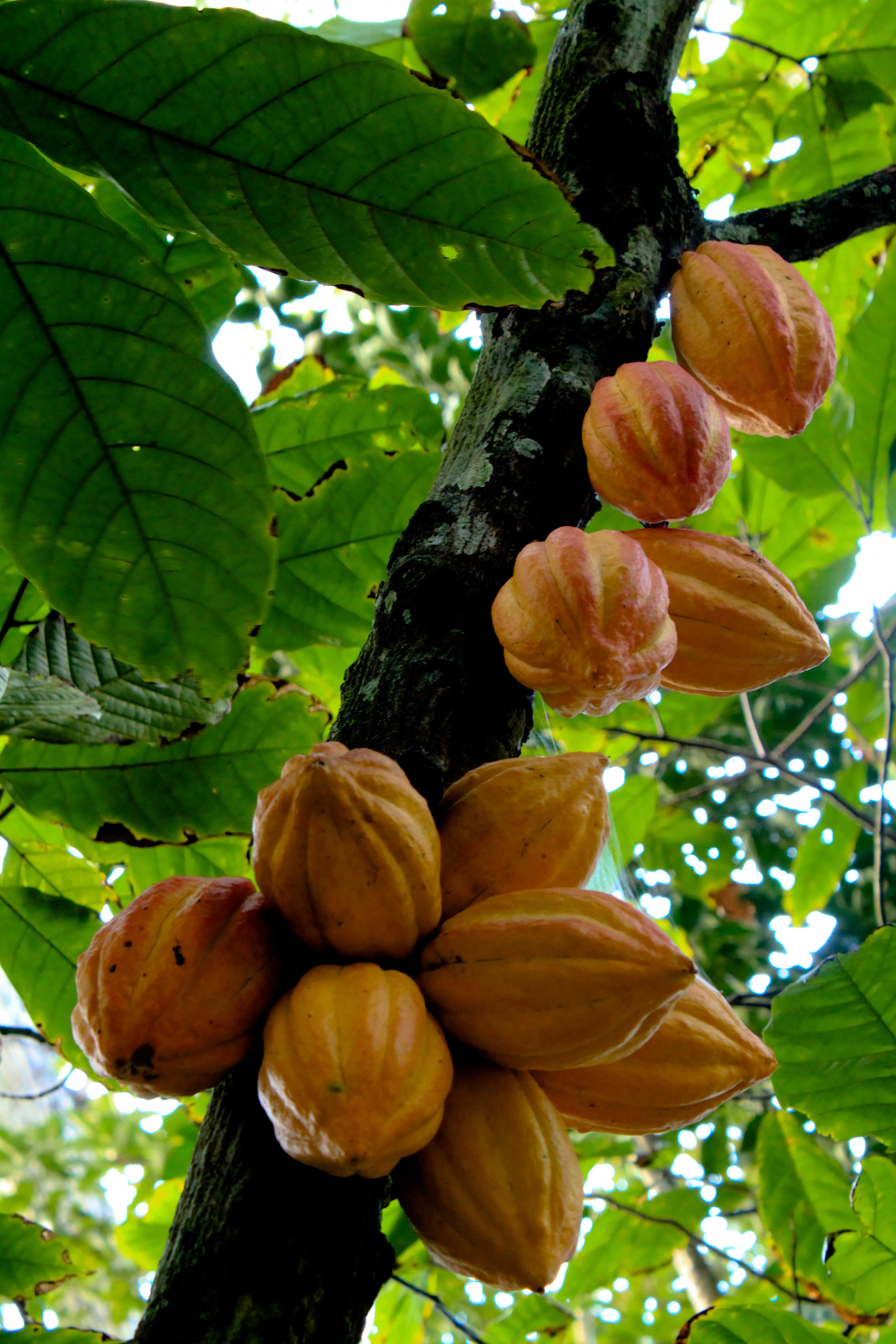 the chocolate tree