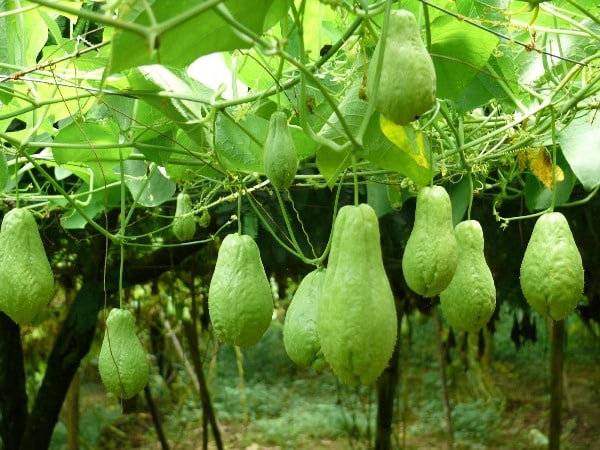 chow-chow the single seeded vegetable