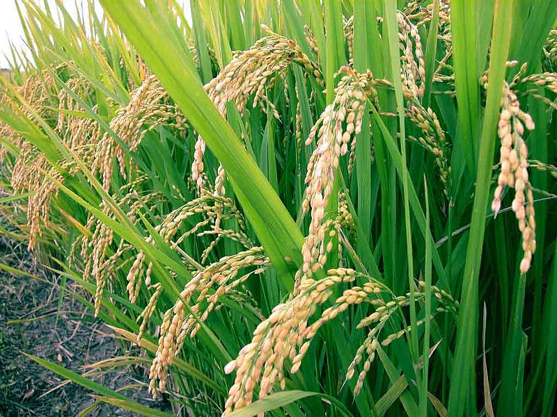 signature crops of kerala