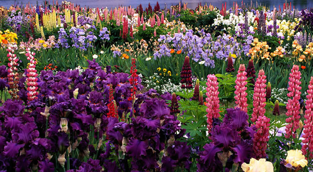 the valley of flowers