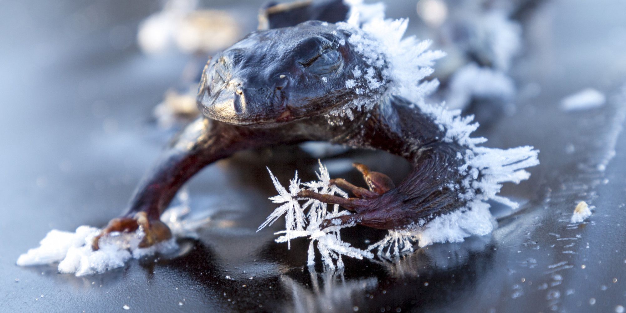 will alaskan frogs power space travel?