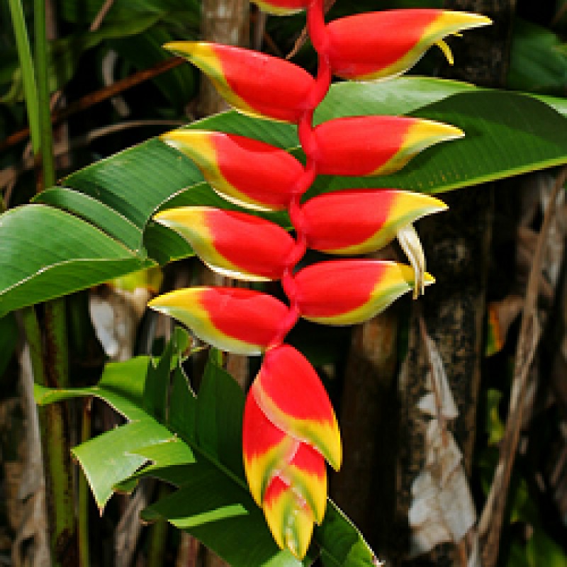 star of stage shows heliconia