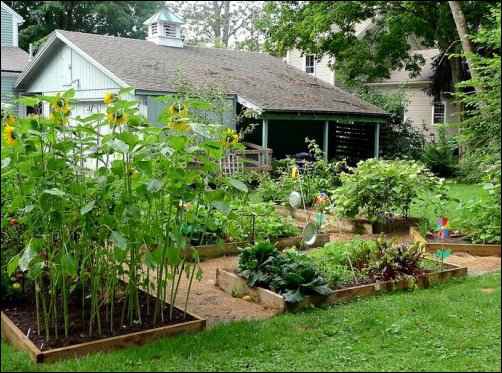  homestead farming short route to self sufficiency 