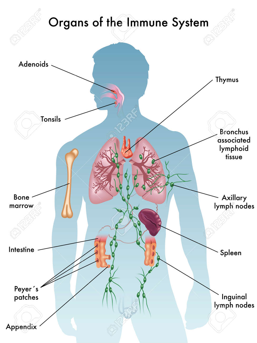 immunity let us know a little about it