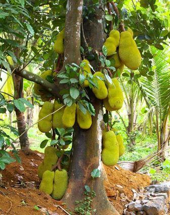 cempedak tree homely jackfruit