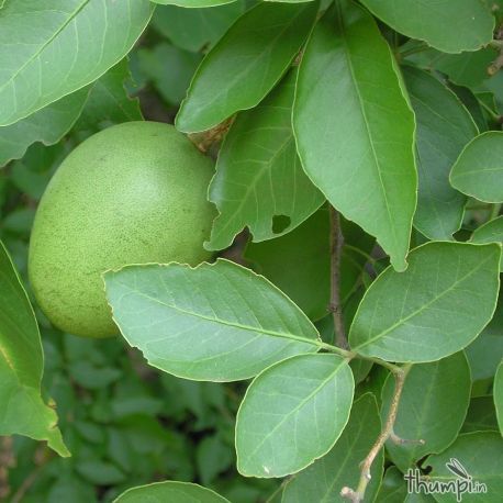 ‘dasamulam’, the ten plants with medicinal roots of ayurvedic importance