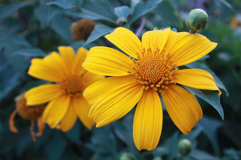 mexican sunflower an underutilised potential plant