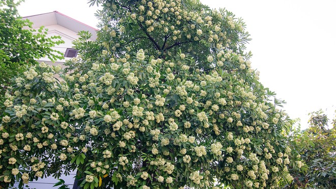 the fragrance at night