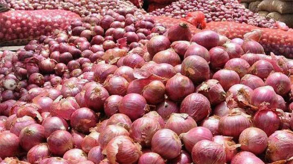 time to grow onions
