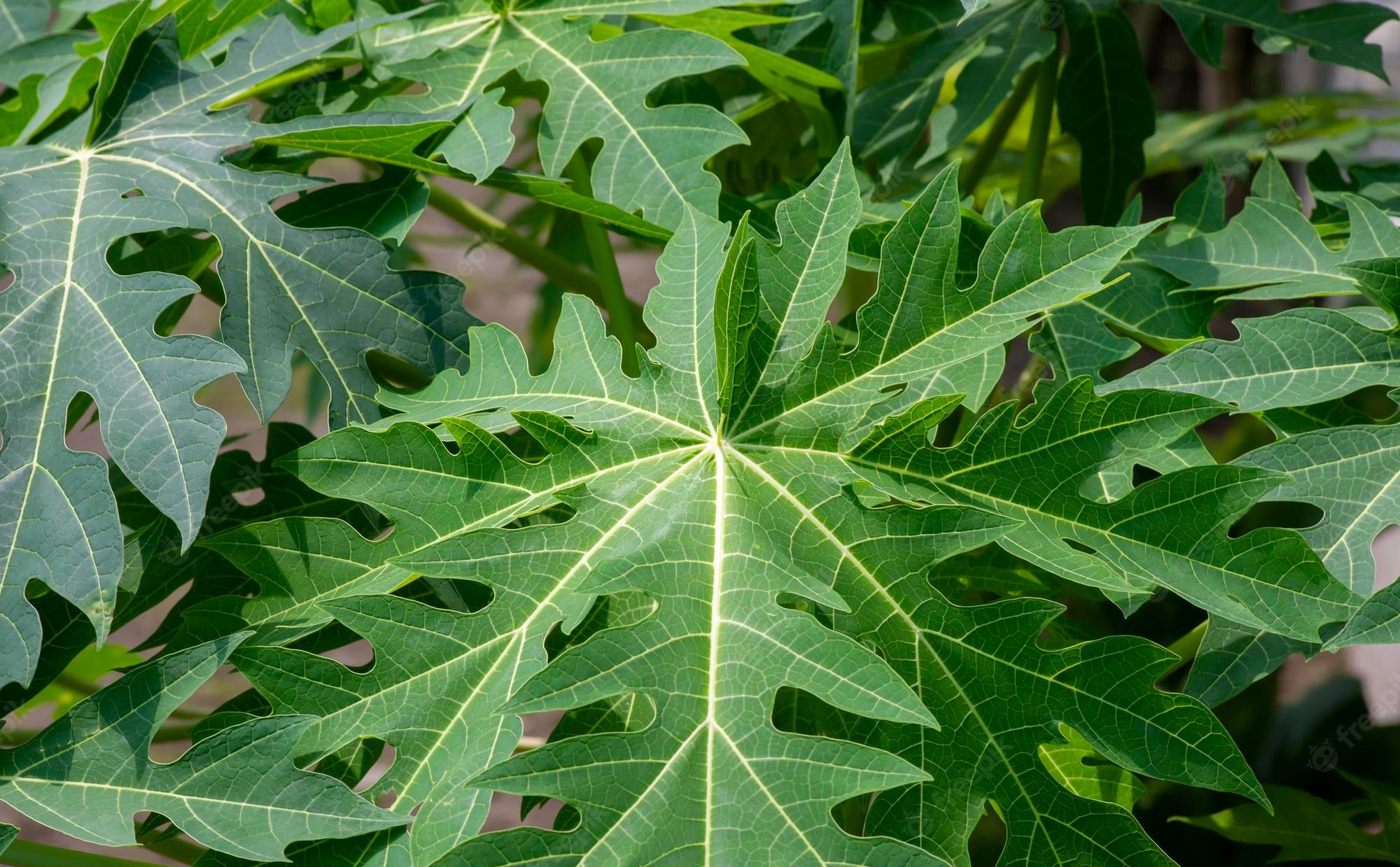 dengue virus loots platelets: can papaya leaf extract prevent it?