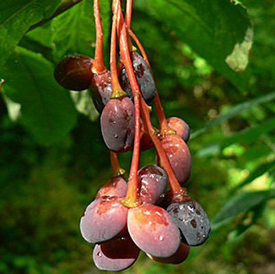 the indian plum