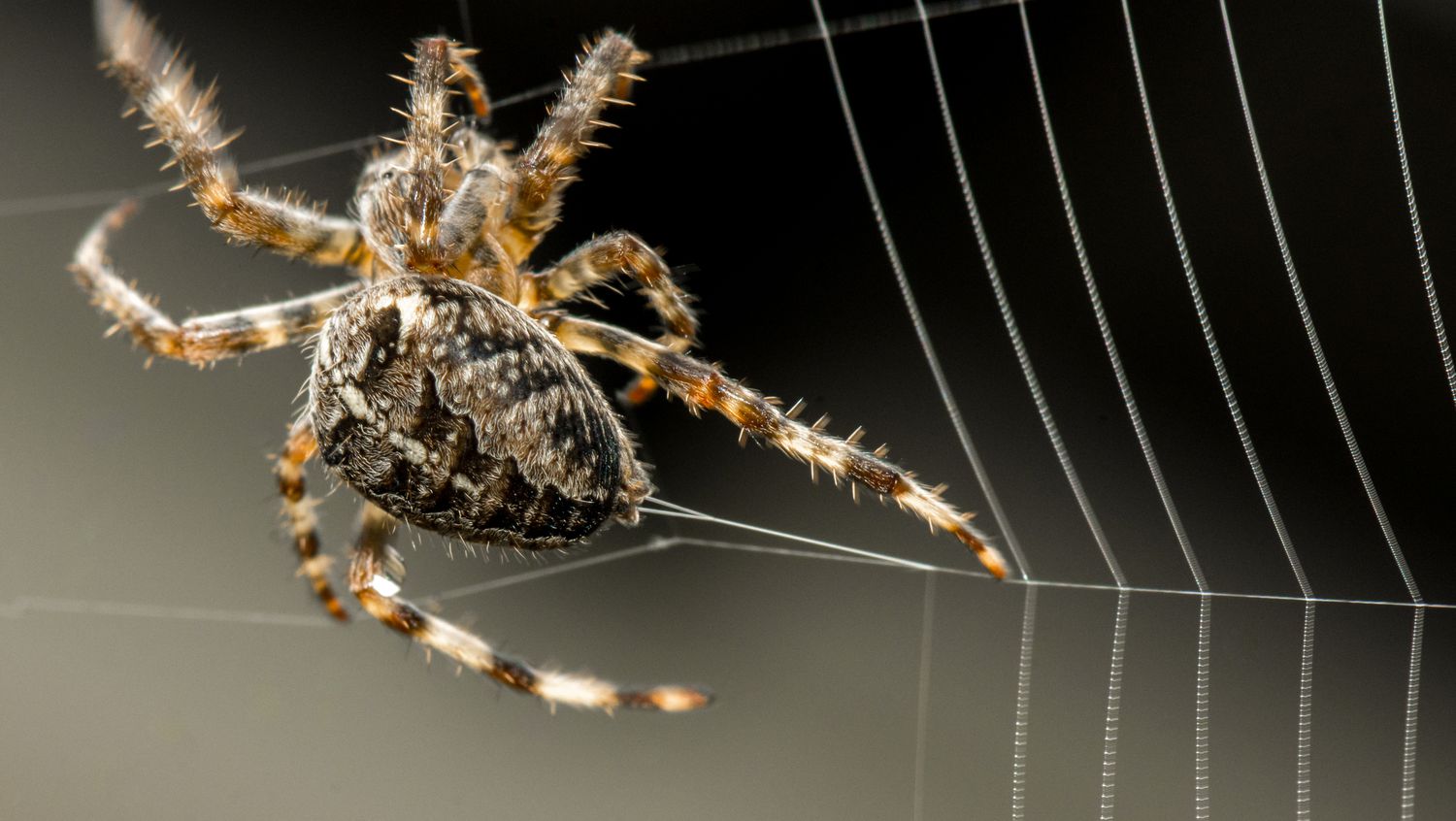 spider silk nature’s wonder fibre