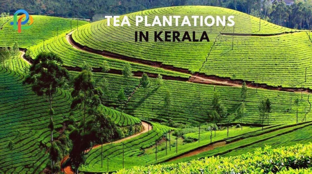 uttarakhand tea eclipsed by assam tea