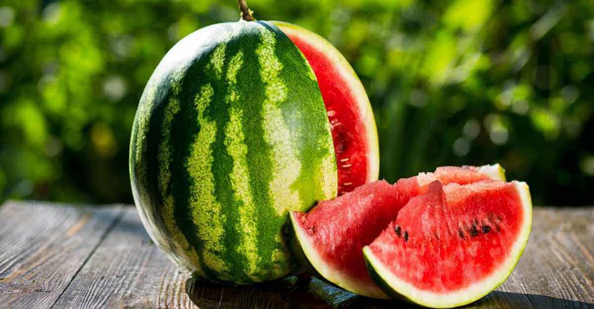 watermelon an ancient watery fruit