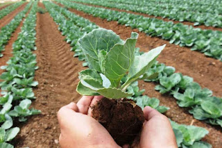 organic is our class