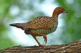 the kuno national park enjoy nature, wildlife and thrill in one go